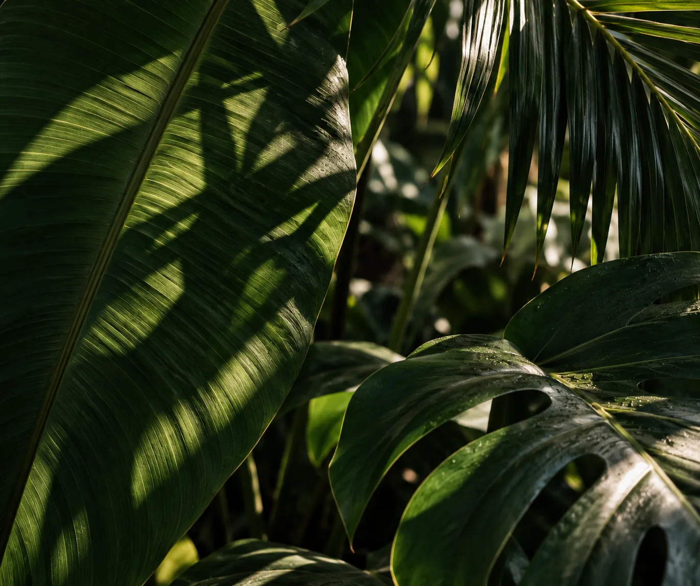 Close up of tropical green leaves and natural light